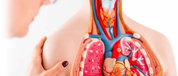 MAQUETAS Y DE SIMULADORES MEDICO Maquetas anatómicas y simuladores