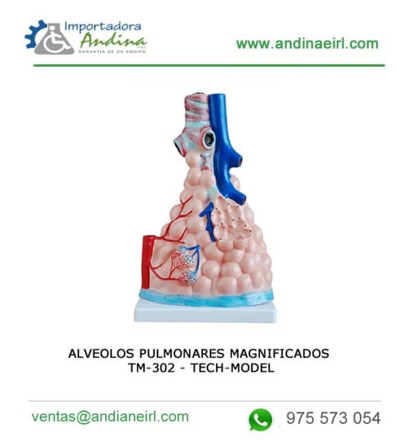Alveolos Pulmonares Magnificados - Tm-302 - Tech-Model