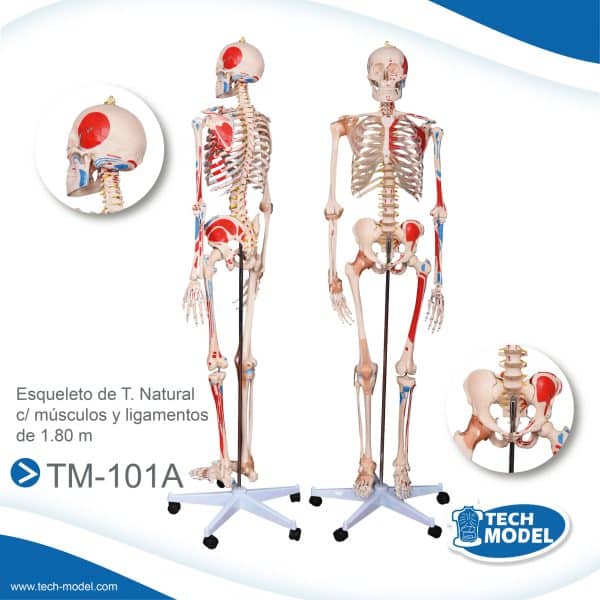 Venta De Tm 101A Esqueleto De T. Natural C Musculos Y Ligamentos De 1.80 M. Scaled 1 Lima Peru