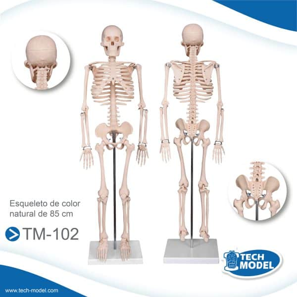 Venta De Tm 102 Esqueleto De Color Natural De 85 Cm Scaled 1 Lima Peru