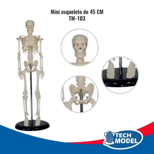 Venta De Tm 103 Mini Esqueleto De 45Cm Lima Peru