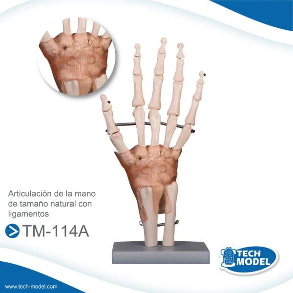 Venta De Tm 114A Articulacion De La Mano De Tamano Natural Con Ligamentos Scaled 1 Lima Peru