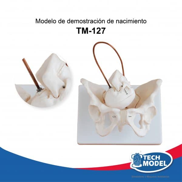 Venta De Tm 127 Modelo De Nacimiento Para Demostracion Lima Peru