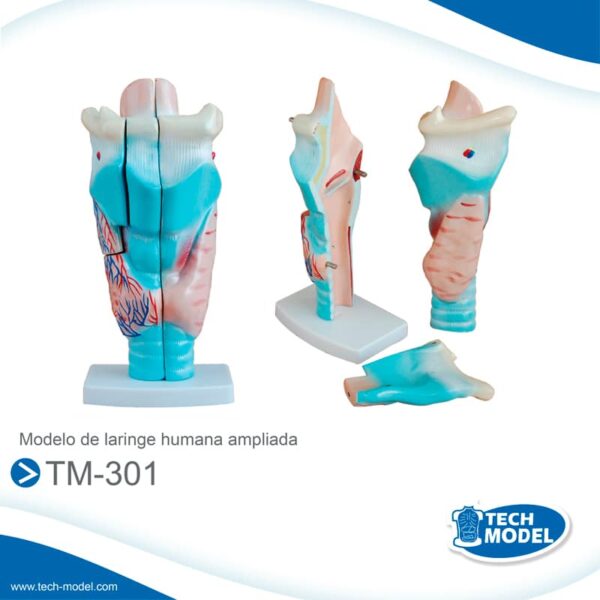 Venta De Tm 301 Modelo De Laringe Humana Ampliada Lima Peru