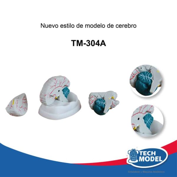 Tm-304A-Nuevo-Estilo-De-Modelo-De-Cerebro