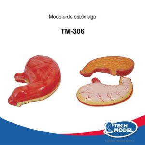 TM-306-modelo-de-estómago