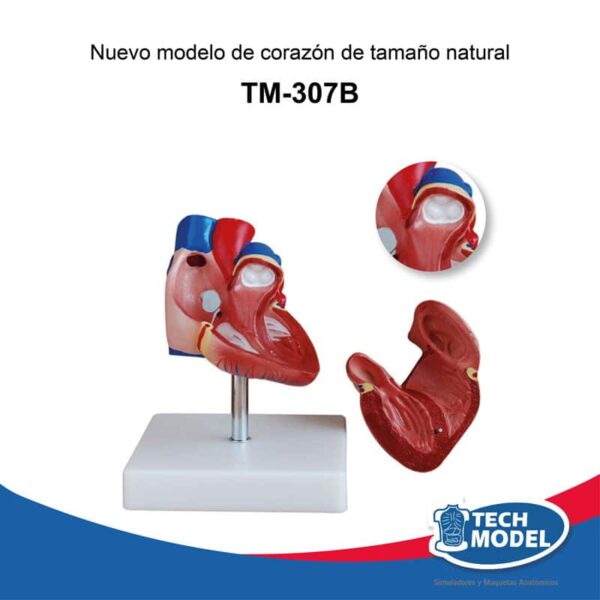 Tm-307B-Nuevo-Modelo-De-Corazón-Tamaño-Natural