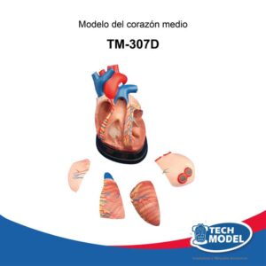 modelo-de-corazón-medio-tm-307d