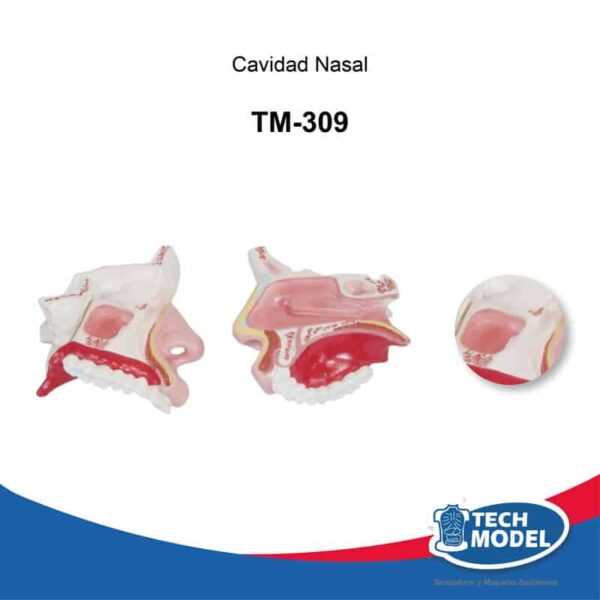 Tm-309-Cavidad-Nasal