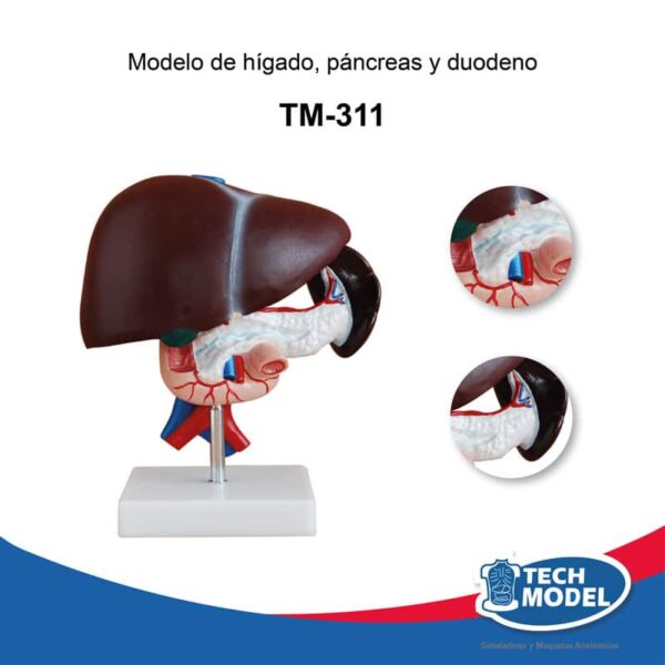 Venta De Tm 311 Modelo De Higado Pancreas Y Duodeno Lima Peru