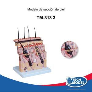 TM-313-3-modelo-de-sección-de-piel