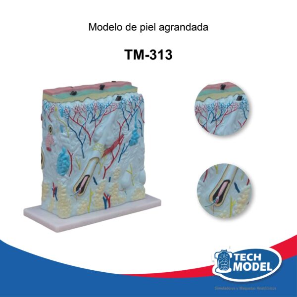 Venta De Tm 313 Modelo De Piel Ampliada Scaled Lima Peru