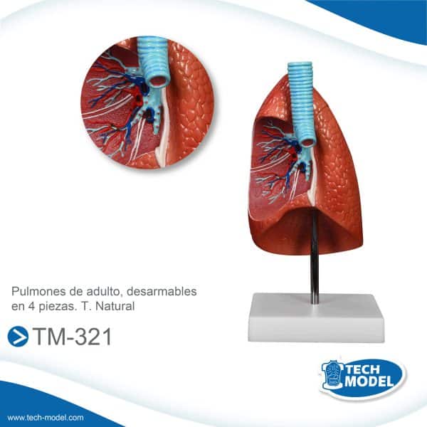 Venta De Tm 321 Pulmones De Adulto Desarmables En 4 Pzas. T. Natural Scaled 1 Lima Peru