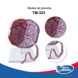 TM-323-modelo-de-placenta