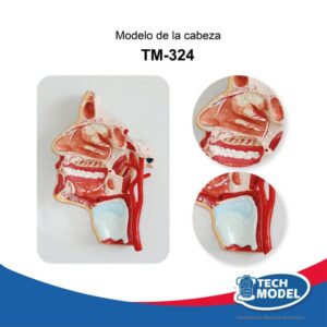 modelo-de-cabeza-tm-324
