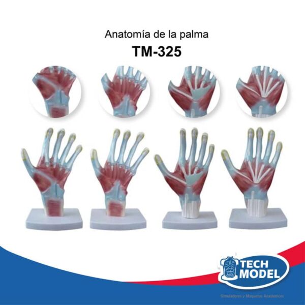 Tm-325-Anatomía-De-La-Palma