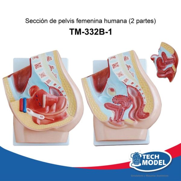Venta De Tm 332B 1 Seccion De Pelvis Femenina Humana 2 Piezas Lima Peru