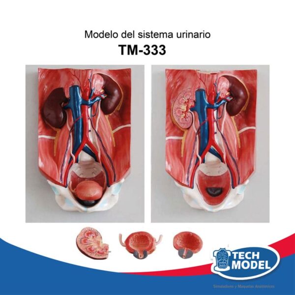 Tm-333-Modelo-De-Sistema-Urinario