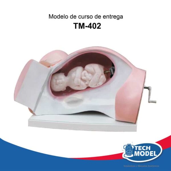 Modelo-De-Curso-De-Parto-Tm-402