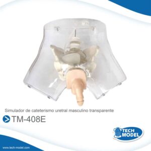 TM-408E-simulador-de-cateterismo-uretral-masculino-transparente