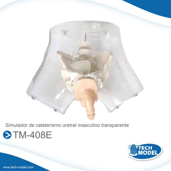 Tm-408E-Simulador-De-Cateterismo-Uretral-Masculino-Transparente