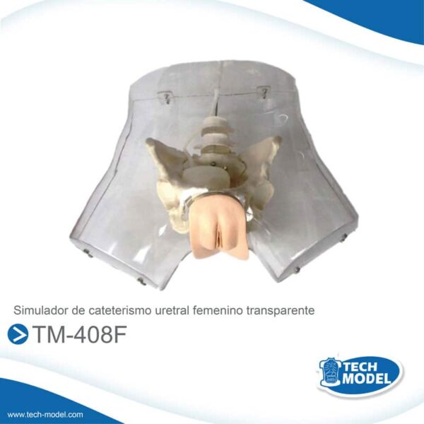 Tm-408F-Simulador-De-Cateterismo-Uretral-Femenino-Transparente