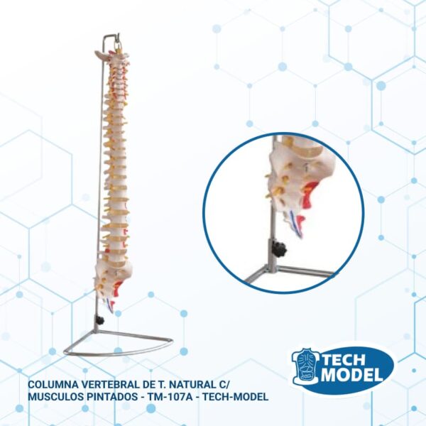 Columna-Vertebral-De-T-Natural-C-Musculos-Pintados-Tm-107A-Tech-Model