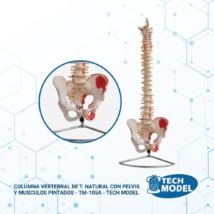 columna-vertebral-de-t-natural-con-pelvis-y-musculos-pintados-tm-105a-tech-modell