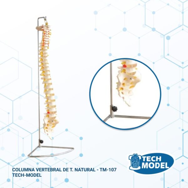 Columna-Vertebral-De-T-Natural-Tm-107-Tech-Model