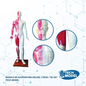 modelo-de-acupuntura-deluxe-178cm-tm-501-tech-model (1)