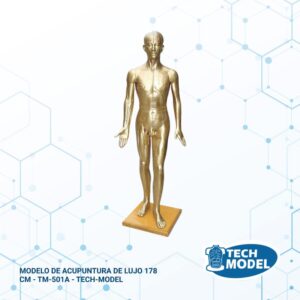 tm-501a-modelo-de-acupuntura-de-lujo-178cm-color-cobre (1)