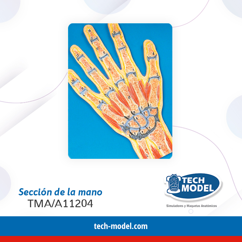 MANO, SECCION DE MANO - TMA/A11204 - TECH-MODEL » Importadora Andina EIRL