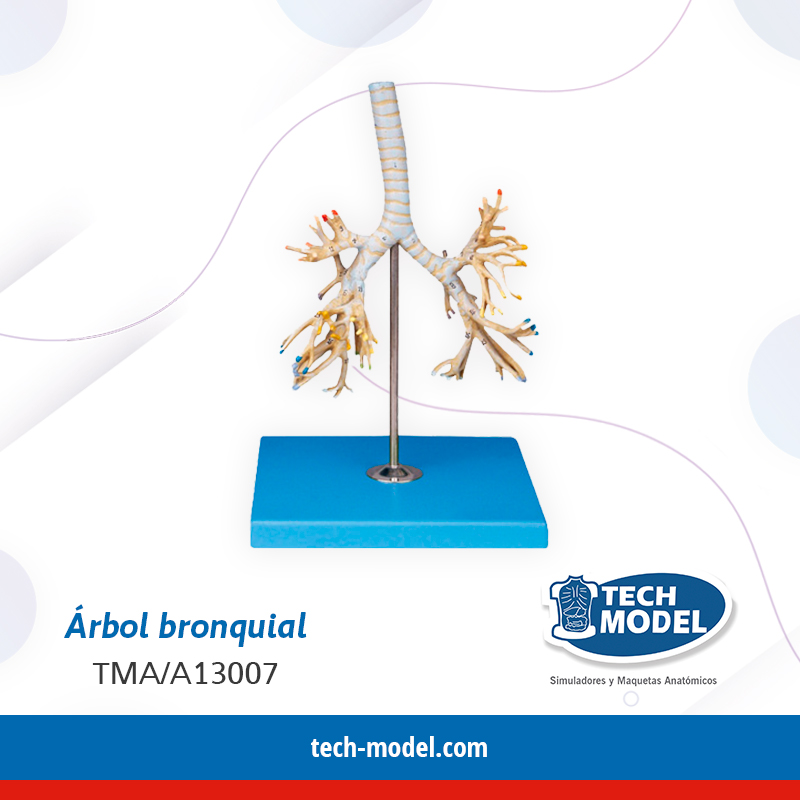 ARBOL BRONQUIAL - TMA/A13007 - TECH-MODEL » Importadora Andina EIRL