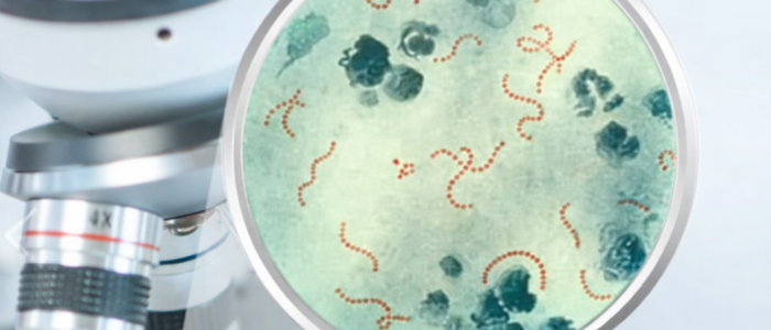485d7731-4aef-4906-8a6b-c64e7d10d6e7 Láminas coloreadas para microscopía